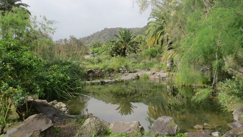 (3) Jardin Canario.JPG